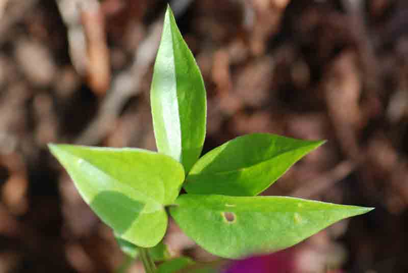 Lathyrus vernus / Cicerchia primaticcia